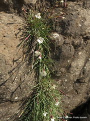 Dianthus basuticus