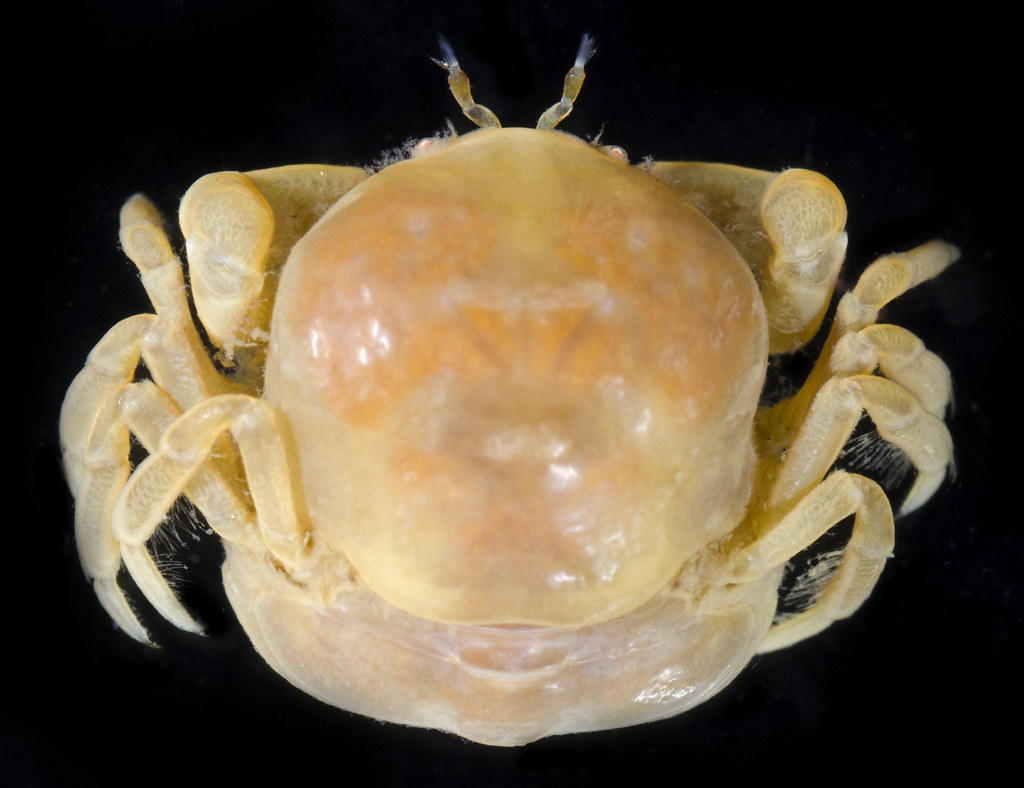 Puget Pea Crab