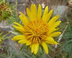 Berkheya seminivea