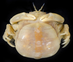 Pinnotheres pugettensis