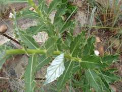 Berkheya seminivea