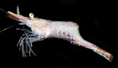 Heptacarpus kincaidi