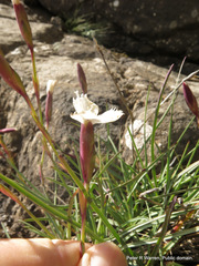 Dianthus basuticus
