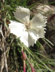 Dianthus basuticus