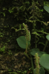 Peperomia serpens