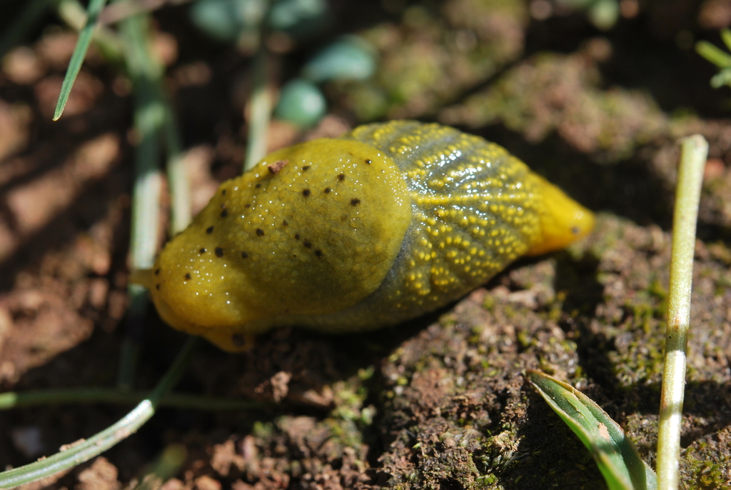 Manyspot Capeslug