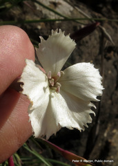 Dianthus basuticus