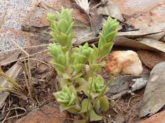 Crassula setulosa setulosa