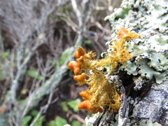 Teloschistes puber