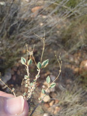 Psammotropha quadrangularis