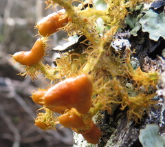 Teloschistes puber
