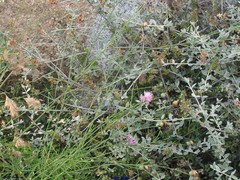 Mantisalca salmantica