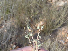 Psammotropha quadrangularis