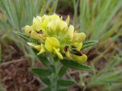 Leobordea foliosa