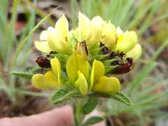 Leobordea foliosa