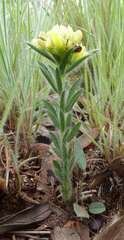 Leobordea foliosa