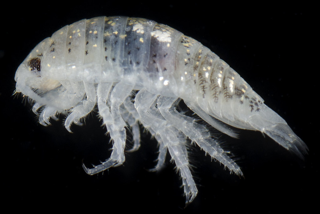 Excirolana