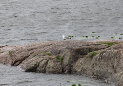 Larus canus