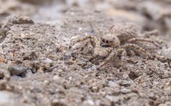 Menemerus taeniatus