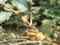 Heteroecus melanoderma