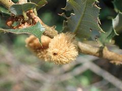 Heteroecus melanoderma