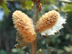 Heteroecus melanoderma