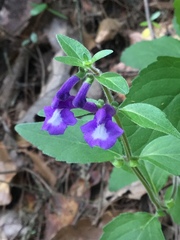 Scutellaria dumetorum