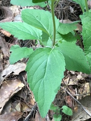 Scutellaria dumetorum