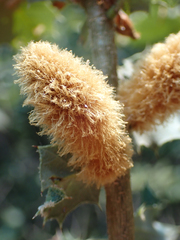 Heteroecus melanoderma