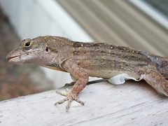 Anolis sagrei