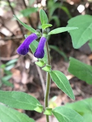 Scutellaria dumetorum