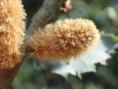 Heteroecus melanoderma