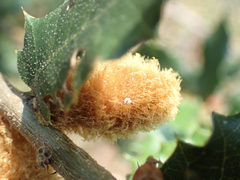 Heteroecus melanoderma