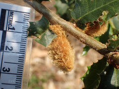 Heteroecus melanoderma