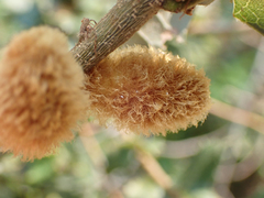 Heteroecus melanoderma