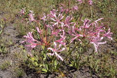 Nerine krigei