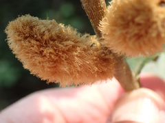 Heteroecus melanoderma