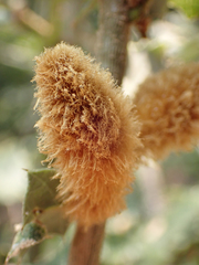 Heteroecus melanoderma