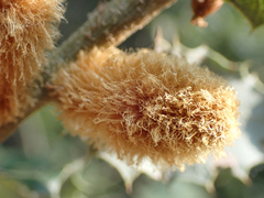 Heteroecus melanoderma