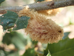 Heteroecus melanoderma