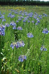 Agapanthus inapertus
