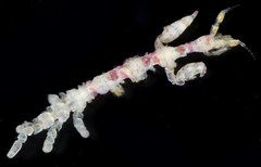 Caprella verrucosa