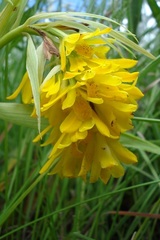 Eulophia leontoglossa