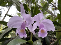 Cattleya