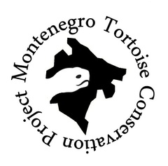 Testudo hermanni