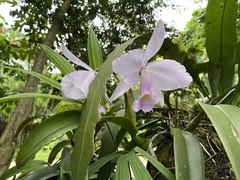 Cattleya