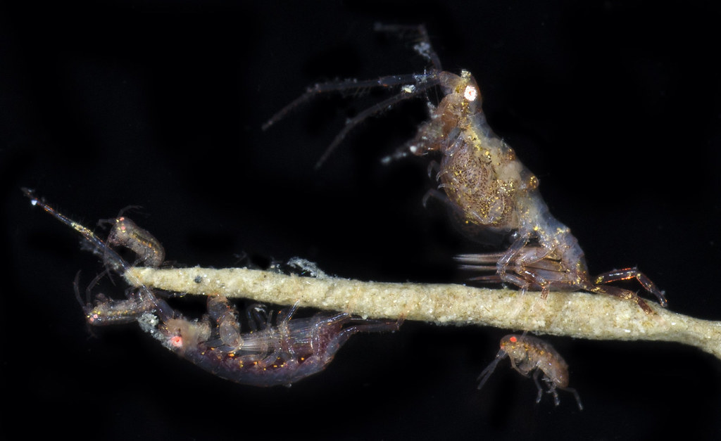 Dulichia rhabdoplastis
