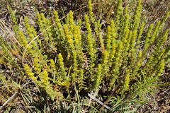 Crassula lanceolata transvaalensis