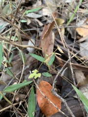 Acianthus amplexicaulis