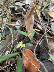 Acianthus amplexicaulis
